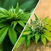 How is Hemp Different Than Marijuana?