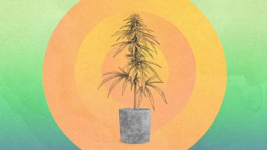 Leafly’s guide to growing marijuana